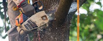 Best Tree Removal  in Erie, CO