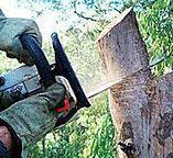 Best Tree Fertilization  in Erie, CO