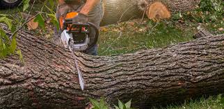 Best Organic Lawn Care Solutions  in Erie, CO