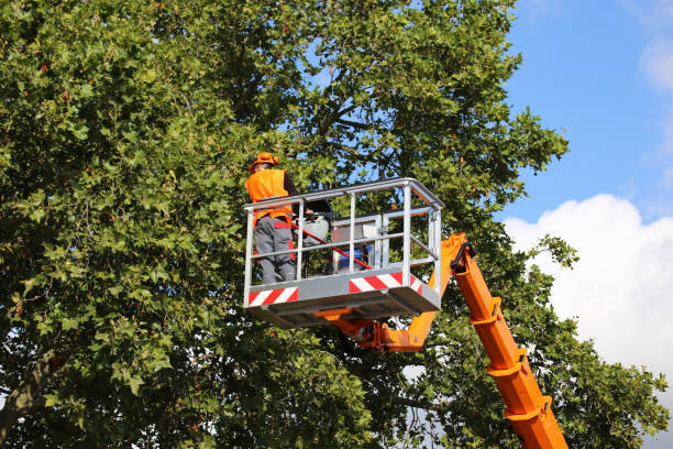 Best Tree Preservation Services  in Erie, CO