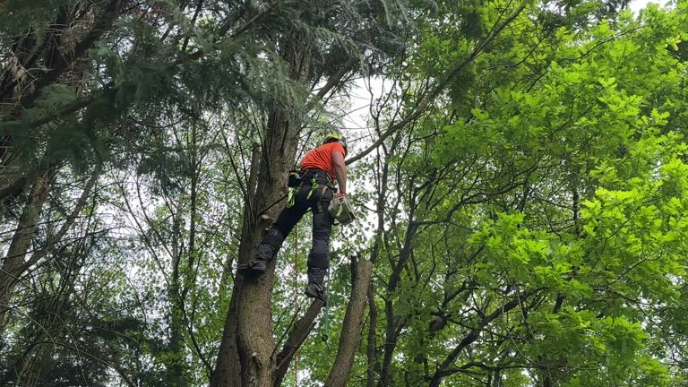 How Our Tree Care Process Works  in  Erie, CO