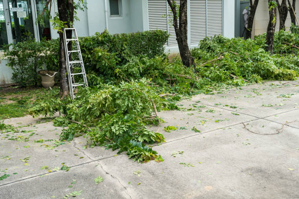 Erie, CO Tree Services Company