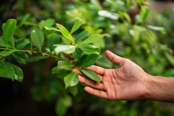 Best Tree Mulching  in Erie, CO