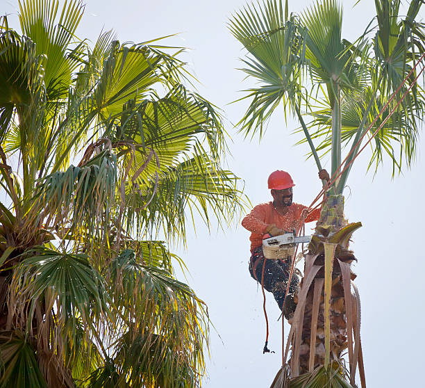  Erie, CO Tree Services Pros