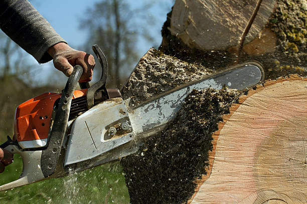 Best Emergency Tree Removal  in Erie, CO