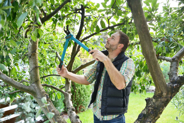 Best Fruit Tree Pruning  in Erie, CO